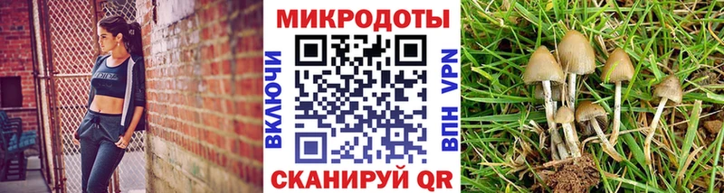Галлюциногенные грибы Psilocybine cubensis  Невель 